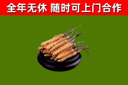 崂山区烟酒回收冬虫夏草.jpg